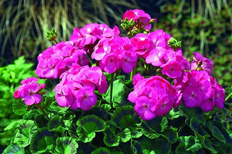 Zone Pelargonium (Geranium)