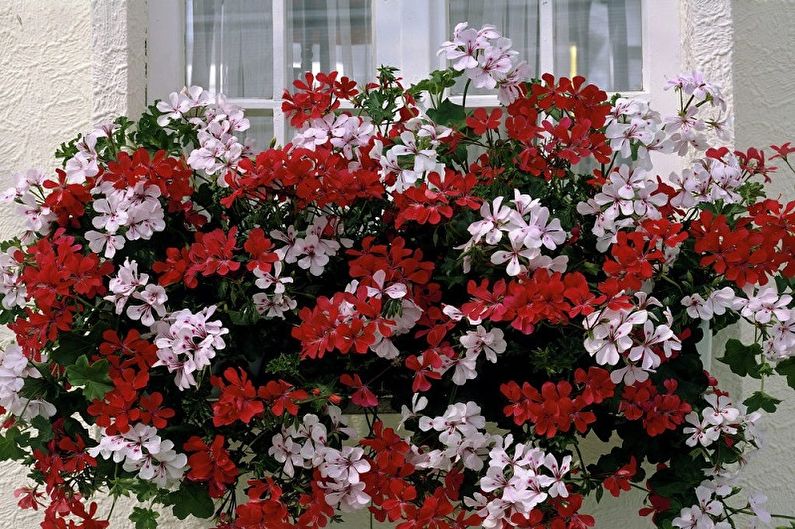 Pelargonium Pelargonium (geranium)