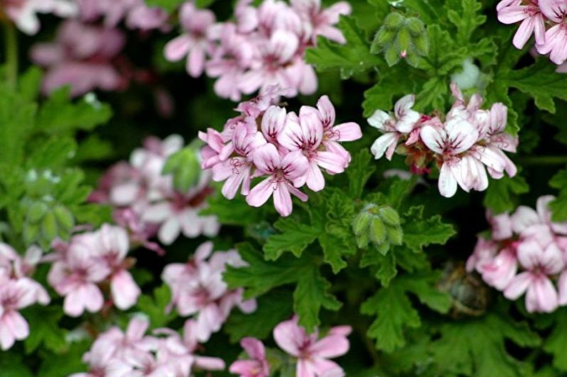 Pélargonium parfumé (géranium)