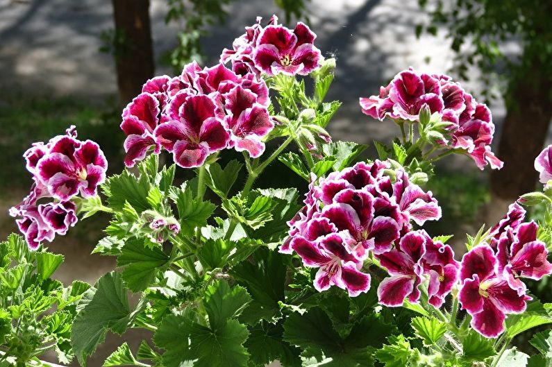 Pelargoniu regal (geraniu)