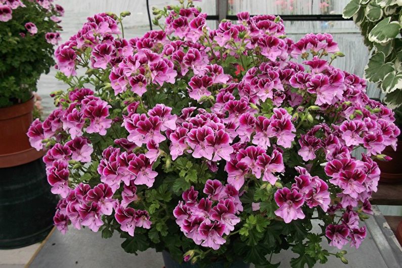 Pelargonium (geranium) - Unique