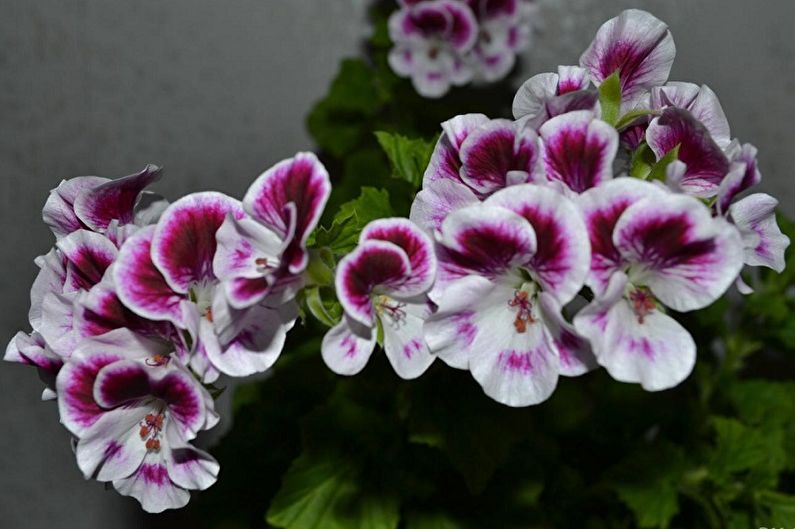 Ángeles de pelargonium