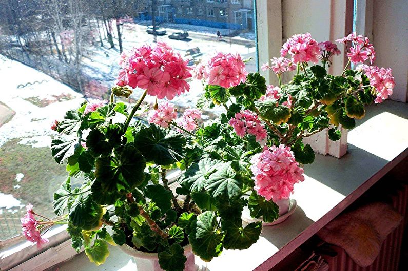 Péče o pelargonium