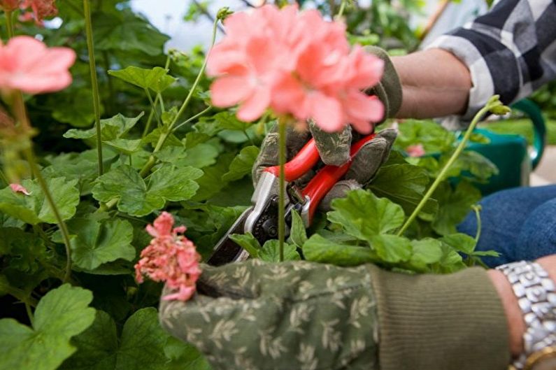 Péče o pelargonium