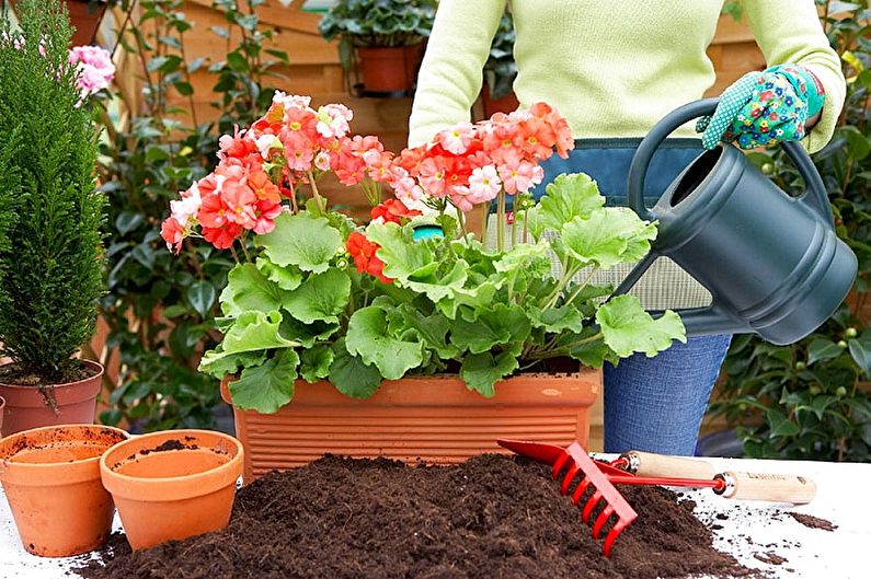 Cuidados com o Pelargonium