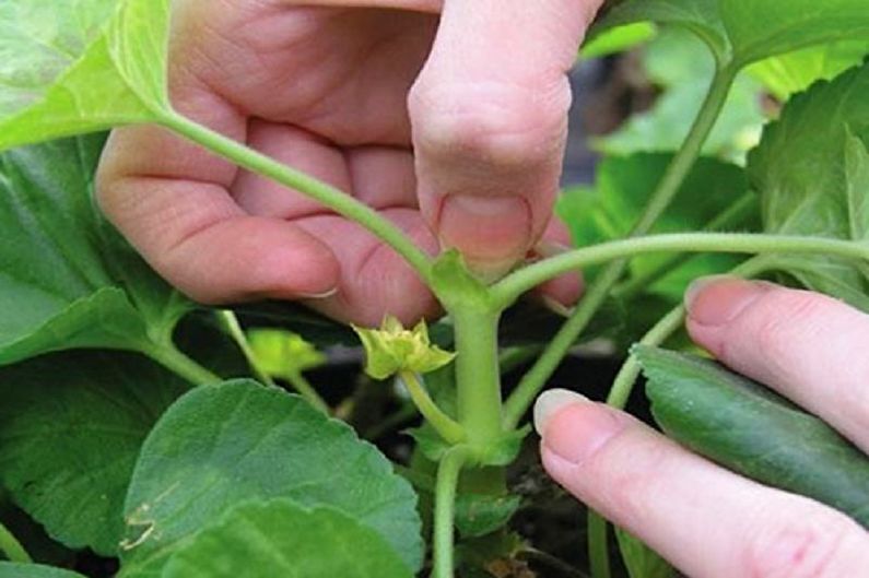 Pelargonium - Transplantation et reproduction