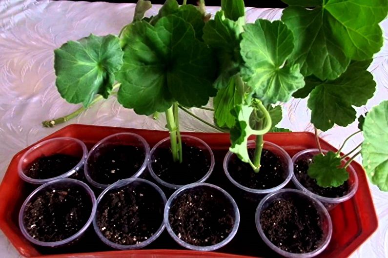 Pelargonium - Transplantation and Reproduction