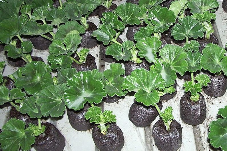 Pelargonium - Pemindahan dan Pembiakan Semula