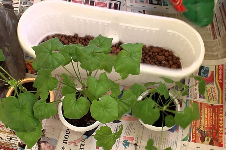 Pelargonium - Cấy ghép và sinh sản