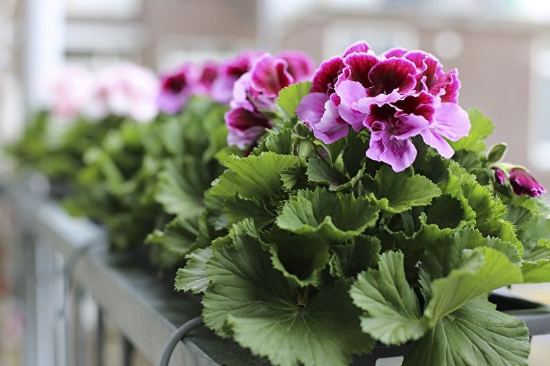 Pelargonium (geranium) - valokuva