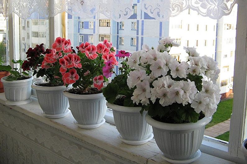 Pelargonium (geranium) - larawan