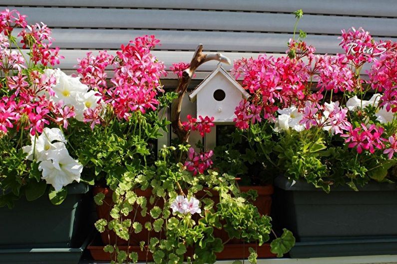 Pelargonium (gerânio) - foto