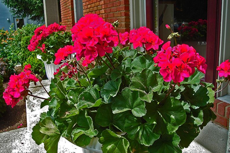 Pelargonium (geranium) - fotografie