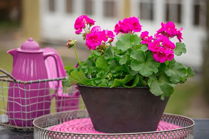 Pelargonium (geranium) - valokuva