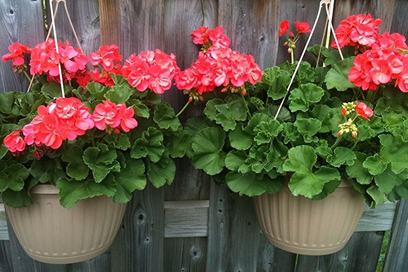 Pelargonium (geranium) - fotografie