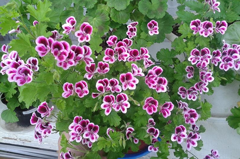 Pelargonium (muskátli) - fénykép