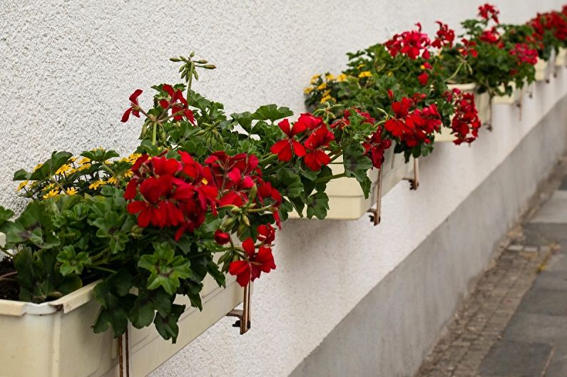 Pelargoniumas (pelargonija) - nuotrauka