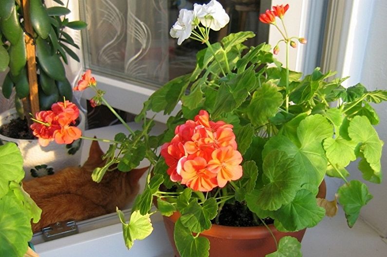 Pelargonium (gerânio) - foto