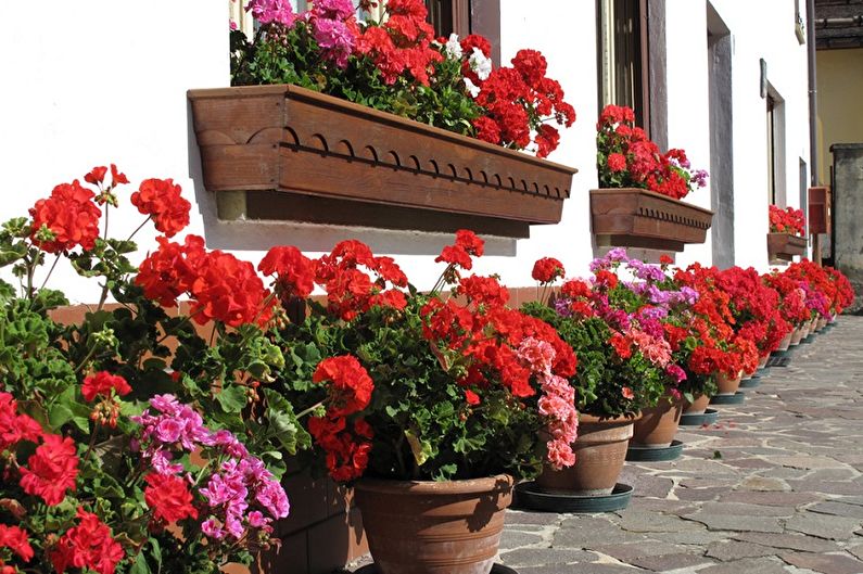 Pelargonium (geranium) - fotografija