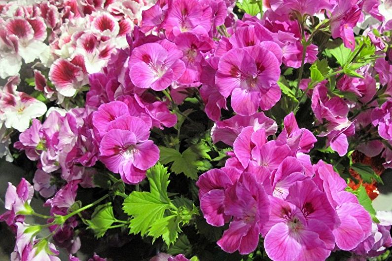 Pelargonium (geranium) - valokuva