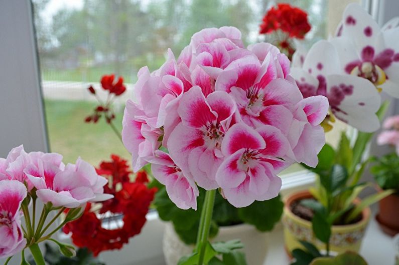 Pelargonium (geranium) - larawan