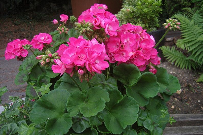 Pelargonium (geranium) - fotografie