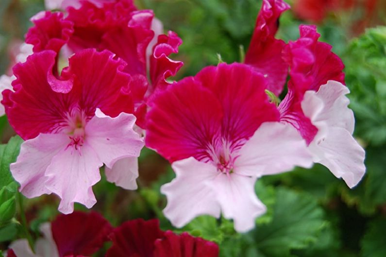 Pelargonium (geranium) - valokuva