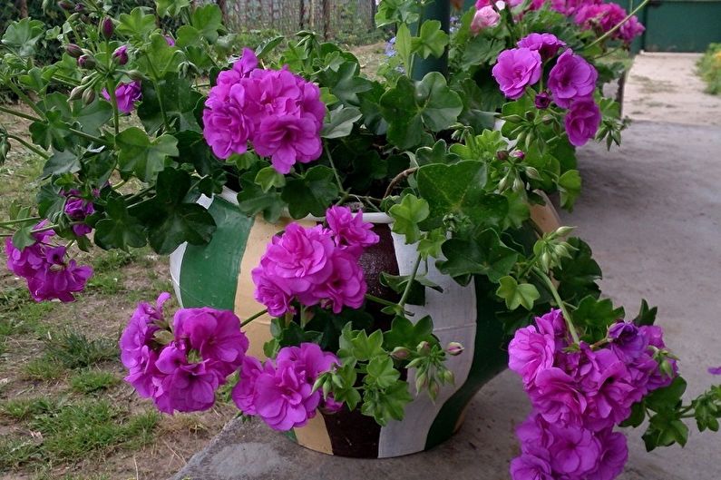 Pelargonium (geranio) - foto