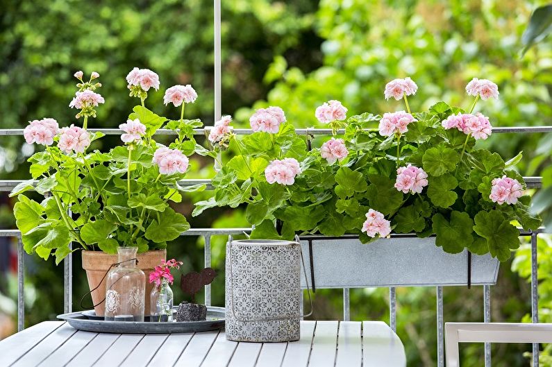 Pelargonium (pelargonium) - foto