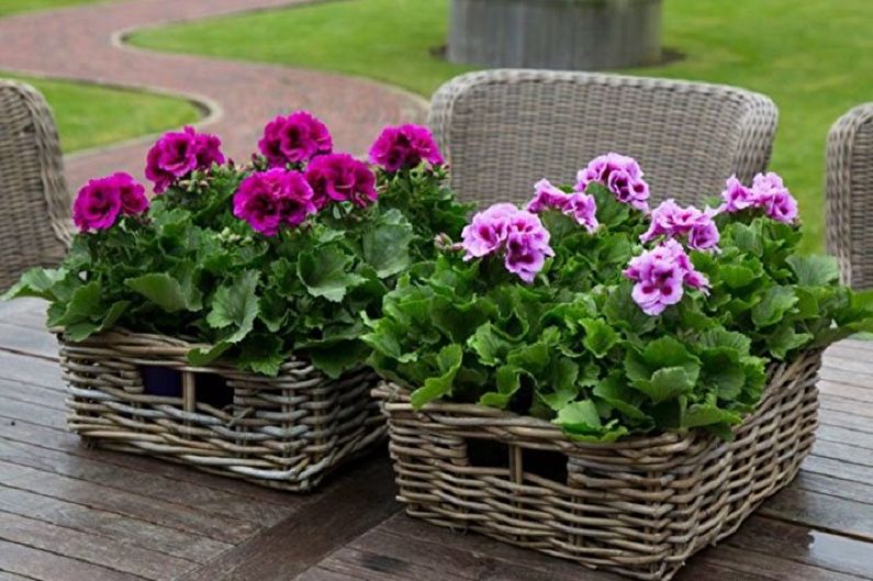 Pelargonia (geranium) - zdjęcie