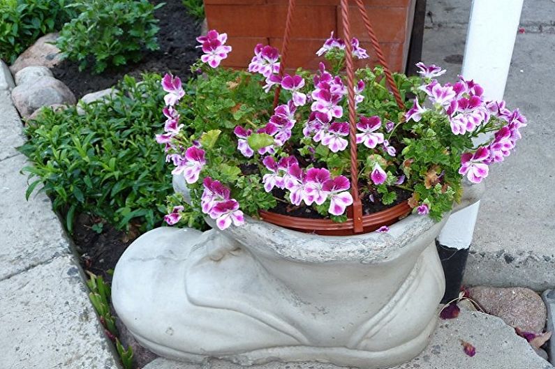 Pelargonium (geranium) - fotografie