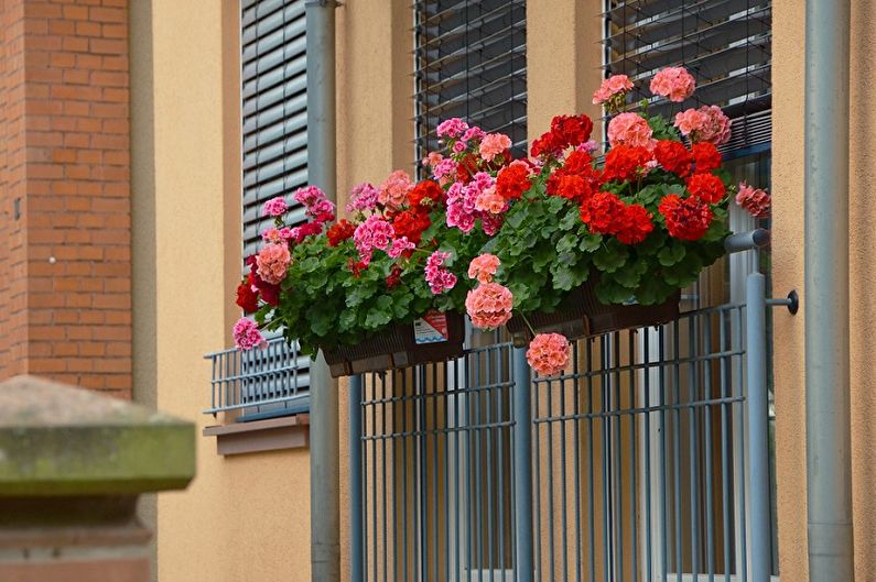 Pelargoniumas (pelargonija) - nuotrauka