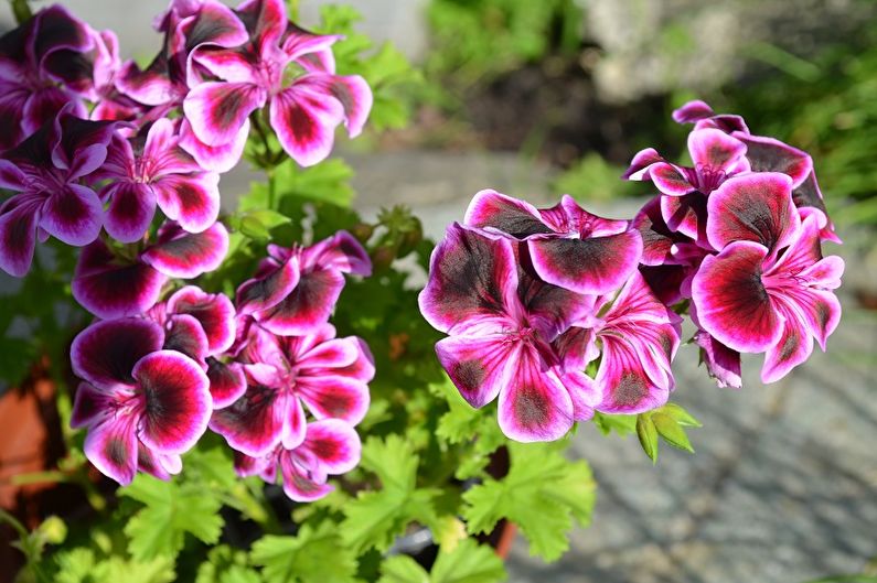 Pelargonium (geranium) - larawan