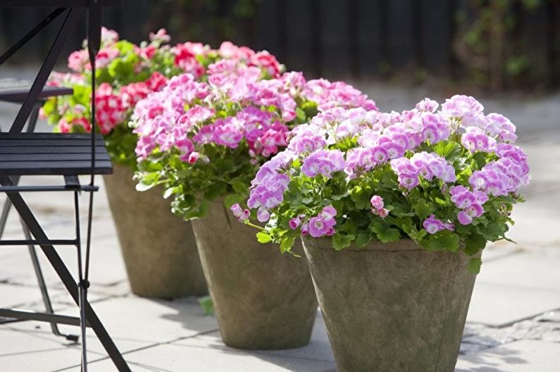 Pelargonium (geranium) - fotografie