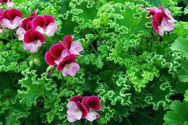 Pelargonium (muskátli) - fénykép