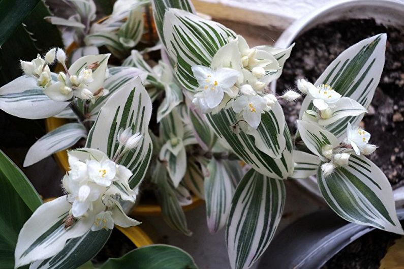 Tradescantia cu flori albe