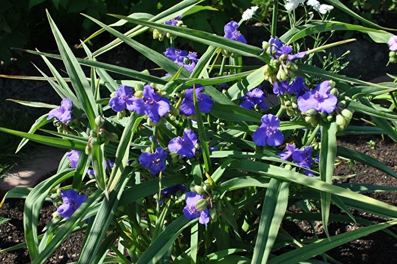 Verge Tradescantia