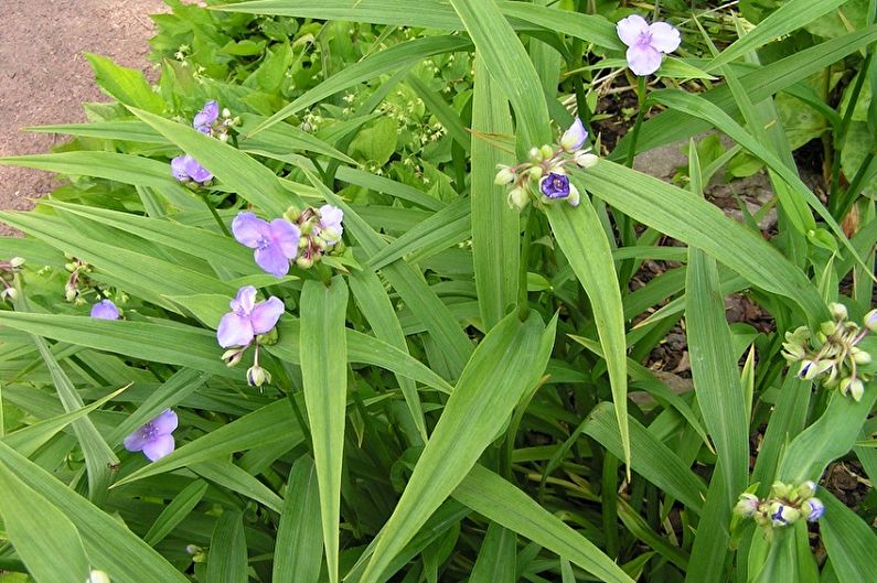 Tradescantia أندرسون