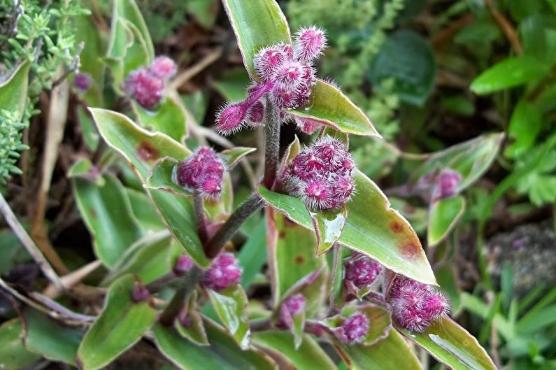 „Tradescantia Blossfeld“