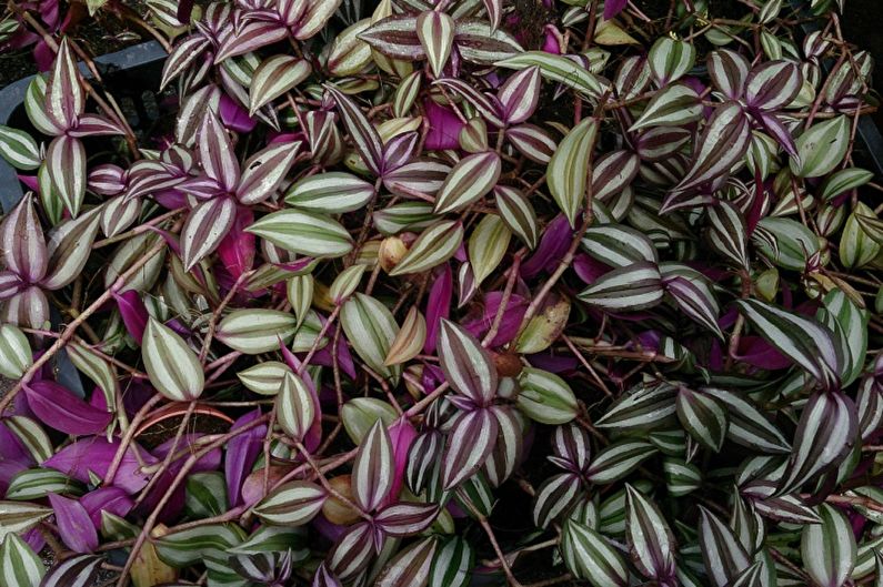 Tradescantia Zebrina