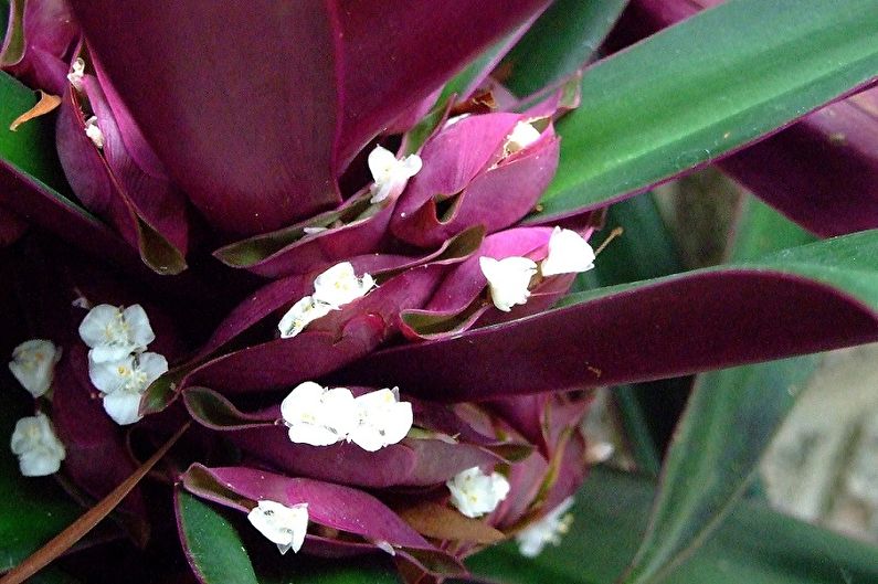 Tradescantia vesicular