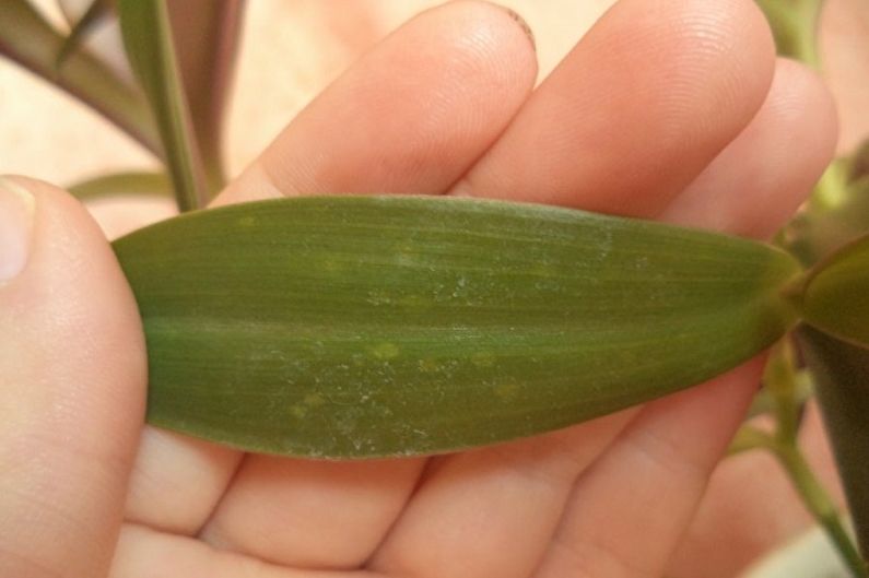 Tradescantia - Enfermedades y plagas