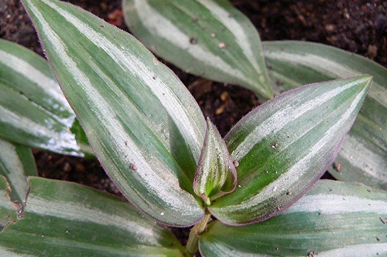 Tradescantia - bolesti i štetočine