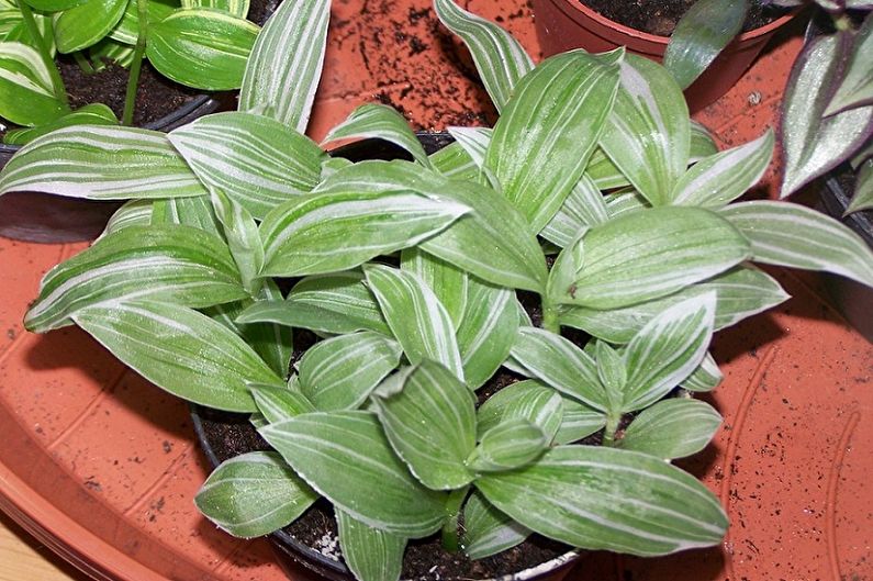 Hogyan lehet transzplantálni a tradescantiat?