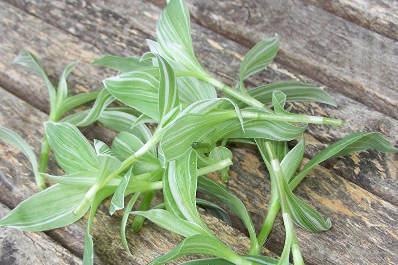 نشر Tradescantia بواسطة العقل