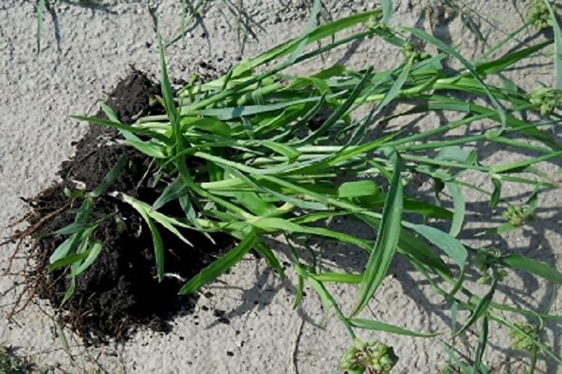 Tradescantia plitimas pagal padalijimą