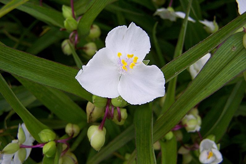 Tradescantia - fotografija