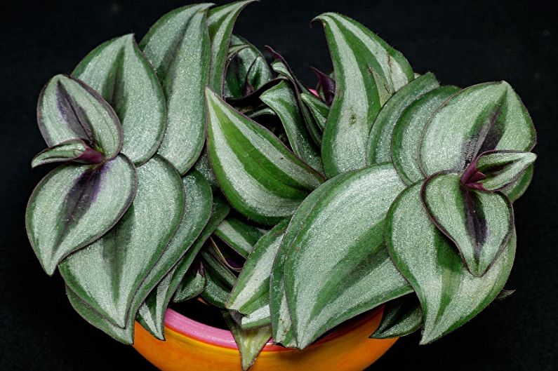 Tradescantia - larawan