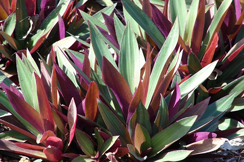 Tradescantia - kuva