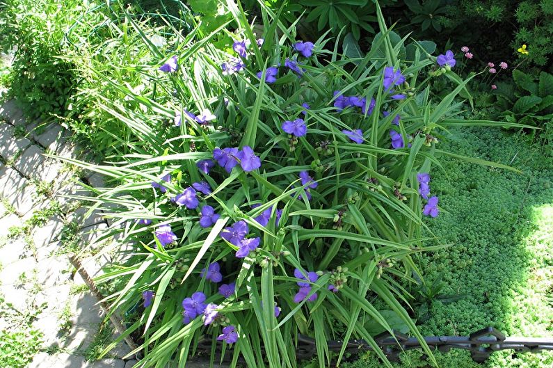 Tradescantia - fotoğraf